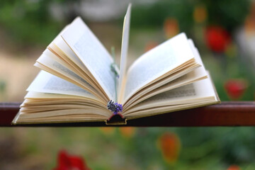 Obraz premium Open book and lavender flower in a garden. Selective focus.