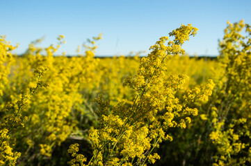 Obraz premium Beautiful yellow flowers on a summer background.