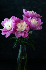 low key image with beautiful pink and white fresh peonies in glass bottle on black background