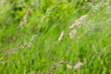 Wild grass ears on blurred background of the rest vegetation