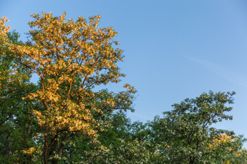 Tops of flowering old locust trees against sky at sunrise
