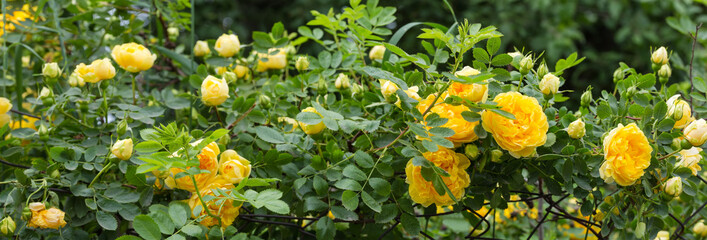 Garden yellow creeping rose clambers along old mesh fencing, panorama