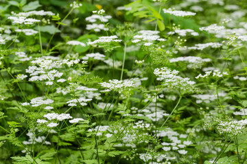 Flowering plants with white flowers in umbel inflorescences on glade - obrazy, fototapety, plakaty