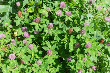 Background of the flowering red clover, sunny summer day