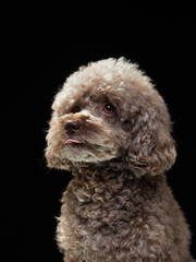 cute curly chocolate poodle. The dog is like a toy. Beautiful pet on a black background
