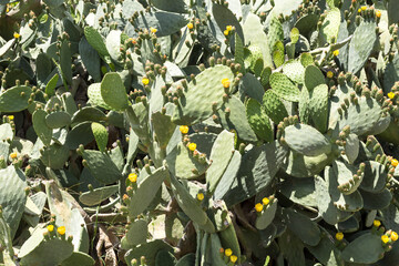 Edible cactus - prickly pear (Opuntia) close-up