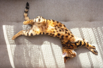 Obraz premium Bengal cat lying on sofa and resting.