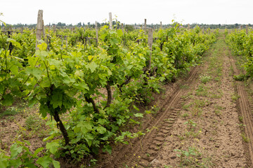 Fototapeta na wymiar Vineyard Field Landscape, grape leaves in summer, Ukraine, Odessa region, Shabo
