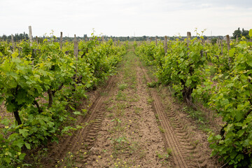 Fototapeta na wymiar vineyard fields, green grape leaves in summer, Ukraine, Odessa region, Shabo