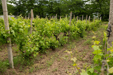 Fototapeta na wymiar green grape leaves in summer, vineyard fields, Odessa region, Shabo
