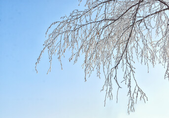 Birch tree branch with hoarfrost covered on blue sky background. Rime on birch tree twigs - beauty and harmony of winter nature. Wintertime backdrop