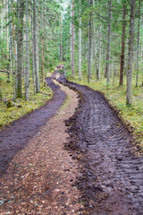 Deforestation and logging, forest clearing, timber removal. Big car tire print on ground. Traces of tractor or bulldozer tires in large mud. Imprint from wheels tracks.
