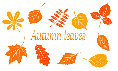 Obraz premium Autumn leaves big set. Abstract carved leaves. Cartoon style.