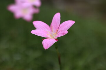 close up of pink flower in the garden with blur background