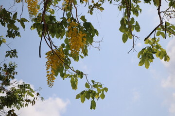 Bunch of mini yellow Khoon flower with its branch and bright from sunlight with soft focus background
