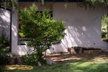 Plants in a beautiful garden - Pomegranate tree in flower