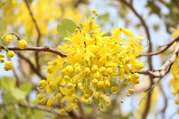 Bunch of mini yellow Khoon flower with its branch and bright from sunlight with soft focus background