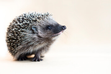 Close up portrait of smiling cute hedgehog looking at copy space for text on yellow background . Advertising  mock up  concept.