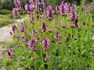 Naklejka premium Close up of stachys officinalis (Betonica officinalis) foliage.
