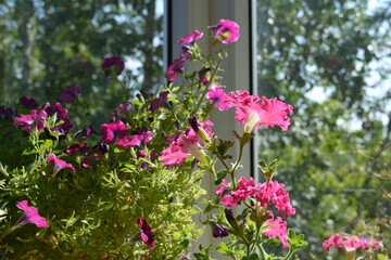 Fototapeta na wymiar Flowering petunia in sunny day. Bright pink flowers with frilly edges decorate garden on the balcony