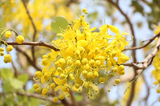 Khoon Tree Khoon Images – Browse 42 Stock Photos, Vectors, and Video | Adobe Stock