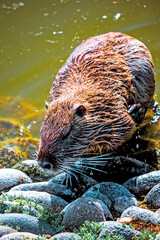 otter on a rock