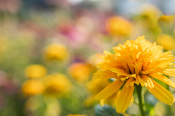 八重咲きの”宿根（しゅっこん）ヒメヒマワリ”とコピースペース／【ヘリオプシス】キク科キクイモモドキ属