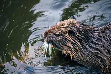 otter in a pond