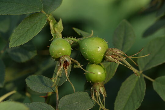 Green fruits of apple rosa Karpatia.