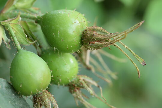 Green fruits of apple rosa Karpatia closeup.