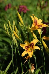 Yellow-red hemerocallis, blooming daylily in garden.