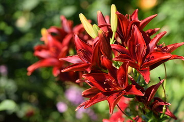 Vibrant red liliums flowers, bokeh summer garden background.