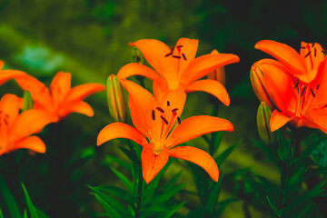 Obraz premium Closeup of a Asiatic Lily Flower, Lilium Species, Blooming in Early Summer.