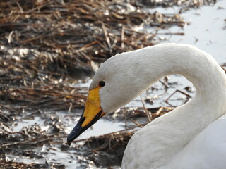 Obraz premium 白鳥