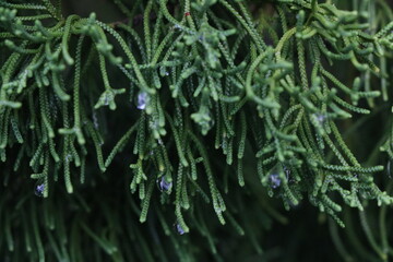 Close up of rainy drops on the green leaves