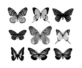 Set of realistic vector butterflies. Insect butterfly, winged magnificent animal, vector illustration