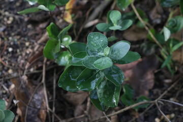 Close up of rainy drops on the green leaves