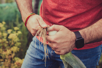 man harvesting leek