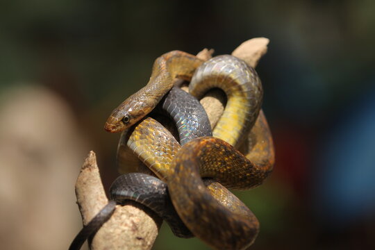 the black copper rat snake or yellow striped snake, is a species of snake found in Southeast Asia