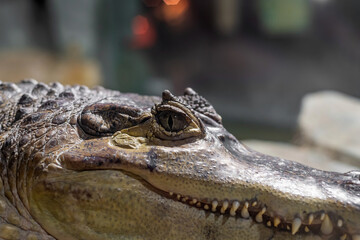 Crocodile face close-up. Open eyes of a predator.
