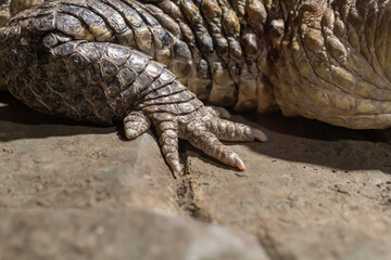 Front paw of a crocodile close-up.