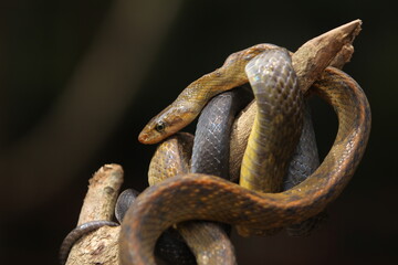 the black copper rat snake or yellow striped snake, is a species of snake found in Southeast Asia