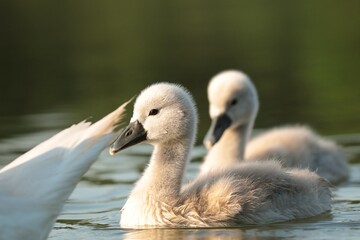 Young swans follow their mother on a sunny morning