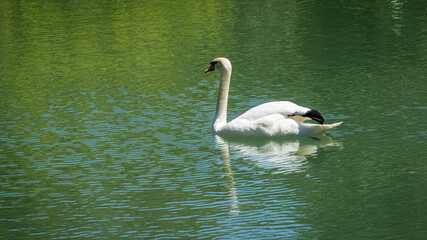 Fototapeta premium White swan Cygnus olor gracefully swims in artificial lake in Adler arboretum 