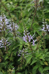 Close up of the branch of mini purple flower with its green leaves