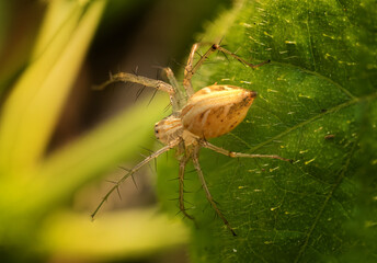 Tiny Spider on a Leaf