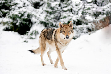 Beautiful wolf in nature in winter