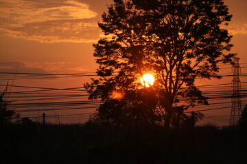 Obraz premium View of gold sunset with shadow of trees
