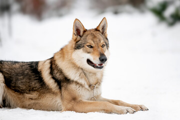 Beautiful wolf in nature in winter
