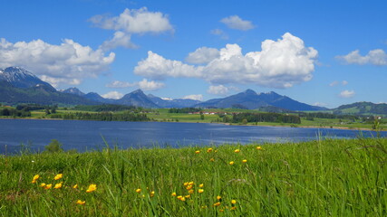 Fototapeta na wymiar malerischer Blick von grüner Wiese auf Hopfensee im Allgäu mit Bergen, weißen Wolken und Sonnenschein